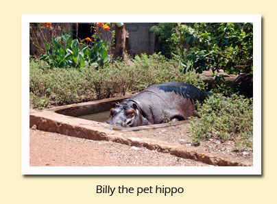 Billy the hippo