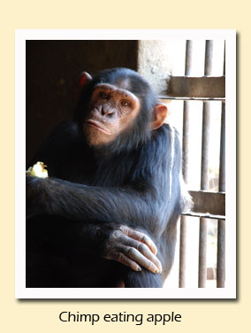 chimp eating apple