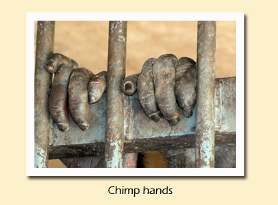 chimp hands