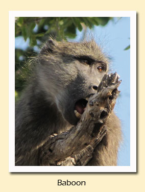 baboon