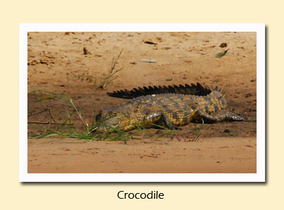 crocodile