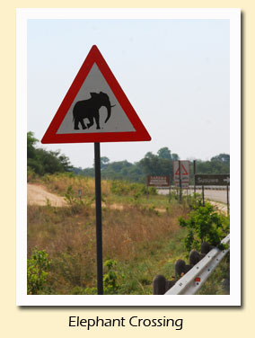 elephant crossing