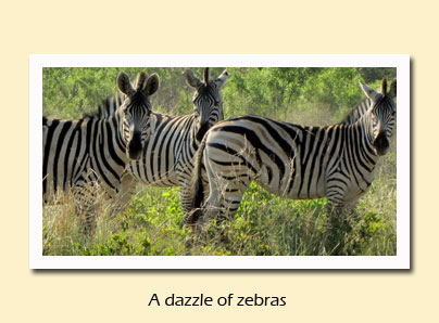 zebras