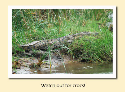 crocodile