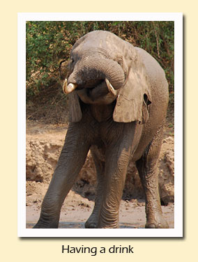 elephant drinking