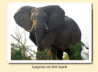 elephant on bank