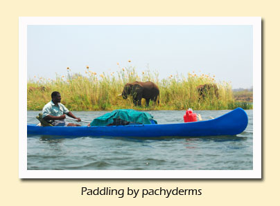 paddling by pachyderms