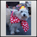 Pet Parade