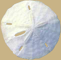 sand dollar